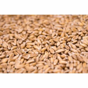 Spelt Grain
